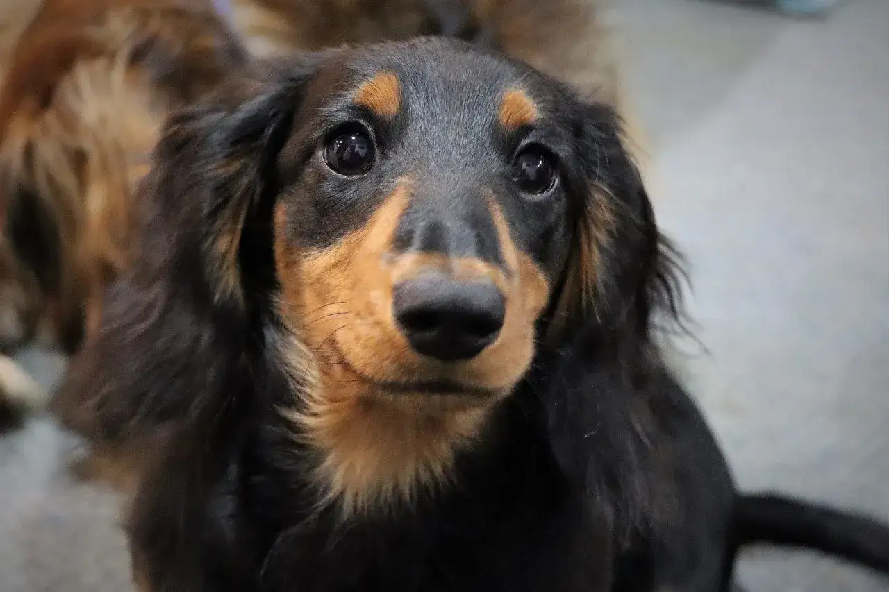 Długowłosy jamnik o czarno-rudym umaszczeniu, jeden z wielu uroczych jamnik rodzaje, patrzy z zaciekawieniem.