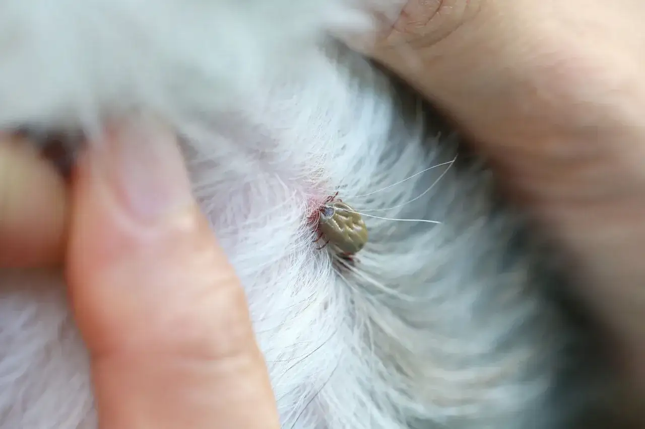 Zbliżenie na kleszcza wgryzionego w sierść zwierzęcia. Widać jego odnóża i odwłok. To jeden z trzech rodzajów kleszczy, które mogą stanowić zagrożenie.