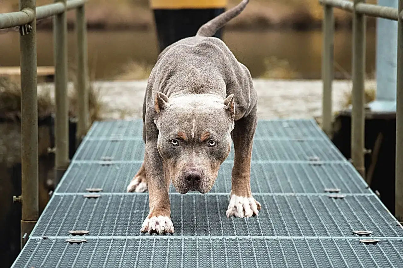 Potężny pies rasy pitbull, często zaliczany do niebezpiecznych ras psów, z determinacją w oczach kroczy po metalowej kładce.
