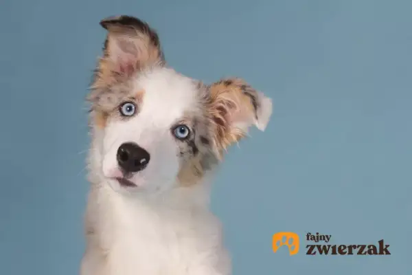 Uroczy szczeniak border collie z niebieskimi oczami i pięknym, marmurkowym umaszczeniem, przechyla głowę z zaciekawieniem.