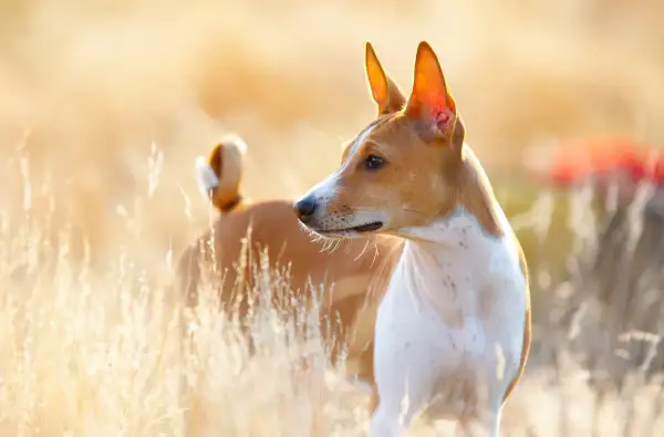 Basenji w złotym świetle, stojący w trawie.