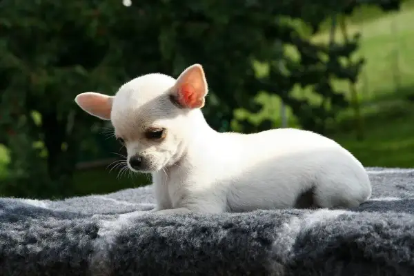 Uroczy, biały chihuahua, najmniejszy pies na świecie, leży na szarym kocu na tle zieleni.