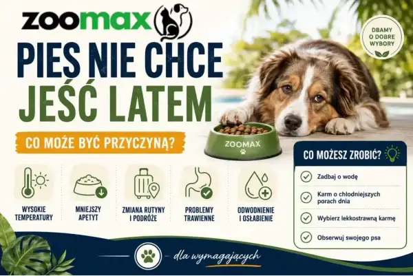 Pies nie chce jeść latem? Wysokie temperatury, mniejszy apetyt, problemy trawienne. Sprawdź, co możesz zrobić, by pomóc swojemu pupilowi.