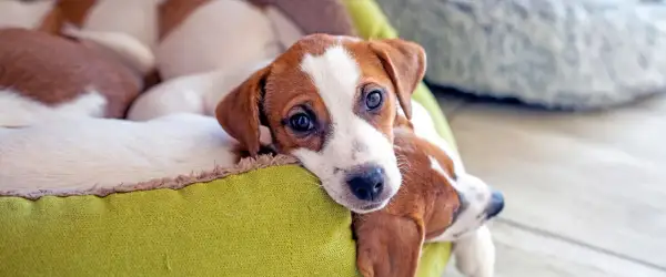 Słodkie szczenięta Jack Russell Terrier leżące w zielonym legowisku. Zastanawiasz się, ile kosztuje odrobaczenie psa?