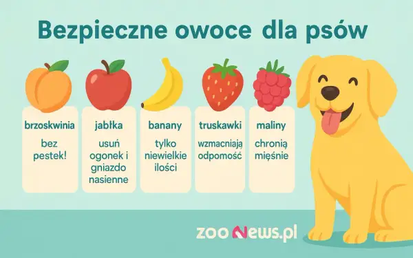 Czy pies może brzoskwinie? Tak, bez pestek! Obrazek pokazuje bezpieczne owoce dla psów: brzoskwinie, jabłka, banany, truskawki i maliny.