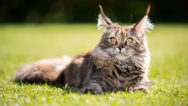 Majestatyczny maine coon, którego waga imponuje, leży na trawie.