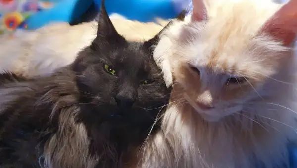 Dwa koty rasy maine coon, jeden czarny, drugi kremowy, przytulają się. Czarny maine coon najwiekszy, z zielonymi oczami, patrzy wprost.