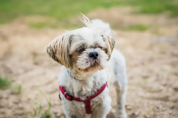 Mały, biały pies rasy Shih Tzu w czerwonej obroży stoi na piaszczystym podłożu.