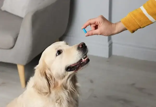 Zastanawiasz się, jaki lek przeciwbólowy dla psa będzie najlepszy? Oto złoty retriever czeka na tabletkę.