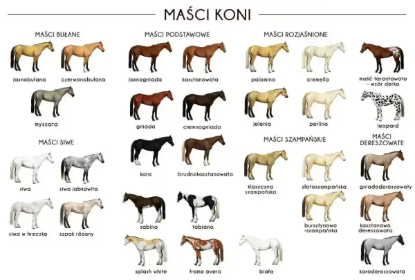 Ilustracja przedstawia różne maści koni, w tym tarantowatą z wzorem derki.