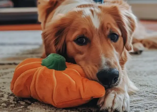 Złoty retriever z pluszową dynią, zastanawia się, czy pies może jeść pestki dyni.