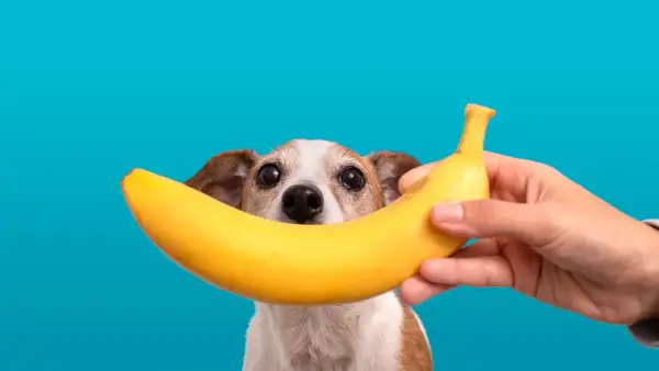 Czy pies może jeść banana? Słodki przysmak w zasięgu psiego nosa.