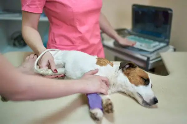 Weterynarz wykonuje USG jamy brzusznej u psa, badając pod kątem ropomacicza. Zdjęcia z badania pomogą w diagnozie.