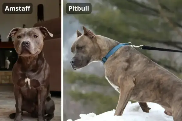 Amstaff siedzi w domu, a pitbull stoi na śniegu. Oba psy mają silną budowę.