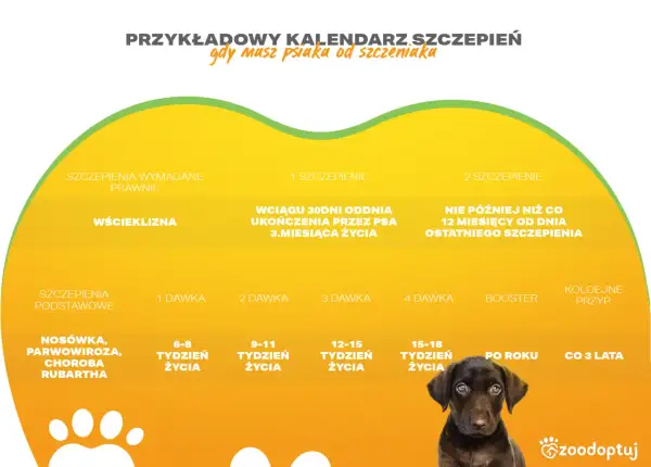 Kalendarz szczepień psa: od szczeniaka do dorosłości. Wścieklizna, nosówka i parwowiroza – ważne szczepienia dla zdrowia pupila.