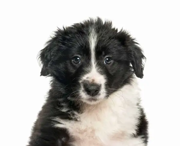 Wymiana sierści u border collie: kiedy i jak dbać o szatę?