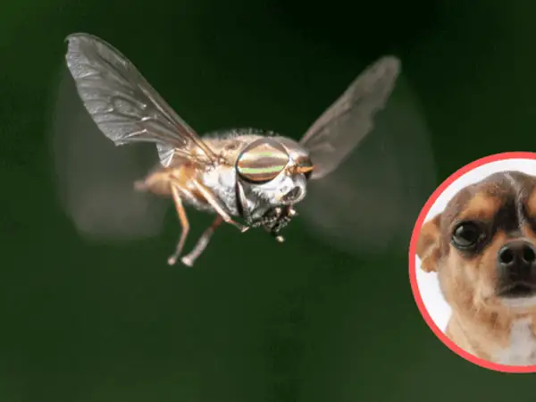 Kleszcz sarni w locie, z bliska, obok pyska małego psa.