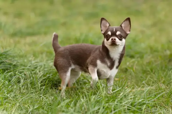 Brązowo-biały chihuahua krótkowłosy stoi na zielonej trawie.