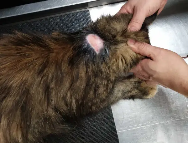 Kot z widocznymi zmianami skórnymi na karku, prawdopodobnie objawy chorób skóry u kota. Zdjęcia pokazują podrażnienie i zaczerwienienie.