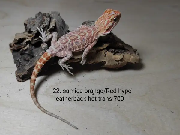 Urocza agama brodata, samica orange/red hypo leatherback, het trans. Sprawdź atrakcyjną agama brodata cenę!
