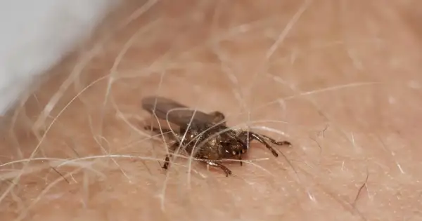 Mały, ciemny owad z przezroczystymi skrzydłami, przypominający latające kleszcze, siedzi wśród jasnych włosków na skórze.