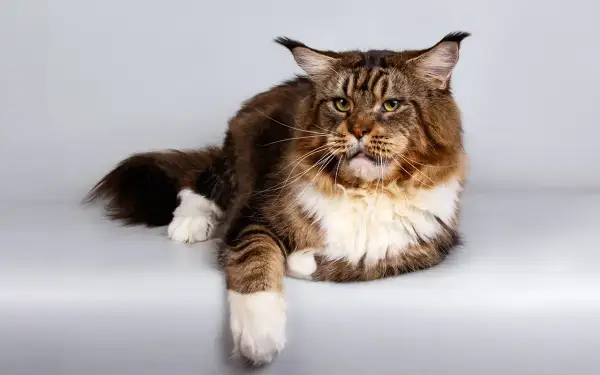 Majestatyczny kot rasy Maine Coon, z długą, brązowo-rudą sierścią i białymi łapkami, leży spokojnie. Jego zielone oczy patrzą wprost.
