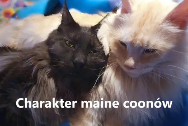 Dwa koty rasy Maine Coon, jeden czarny, drugi jasny, przytulają się do siebie.