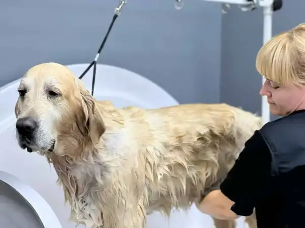 Złoty retriever w wannie, mokry, z widocznym podszerstkiem, podczas kąpieli przez groomera.