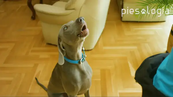 Szary pies w niebieskiej obroży szczeka, patrząc w górę.
