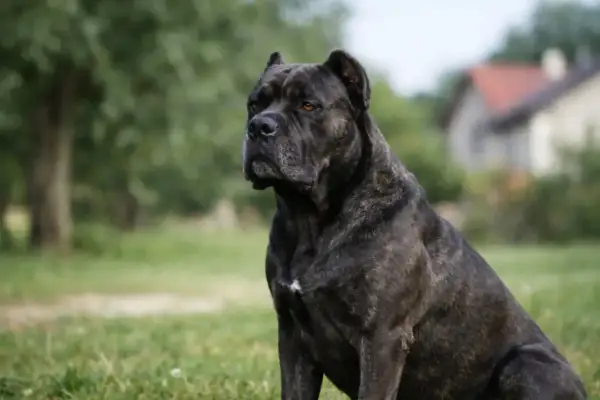 Siedzący pies rasy Cane Corso w brązowo-czarne pręgi na trawie, z rozmytym tłem.