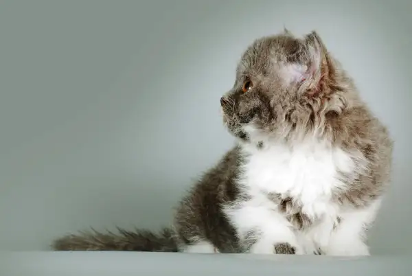 Szare i białe kocię rasy Selkirk Rex z kręconą sierścią siedzi na jasnym tle.
