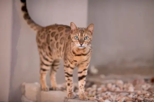 Piękny kot bengalski z zielonymi oczami, jego cętki przypominają lamparta. Zastanawiasz się nad kot bengalski cena?
