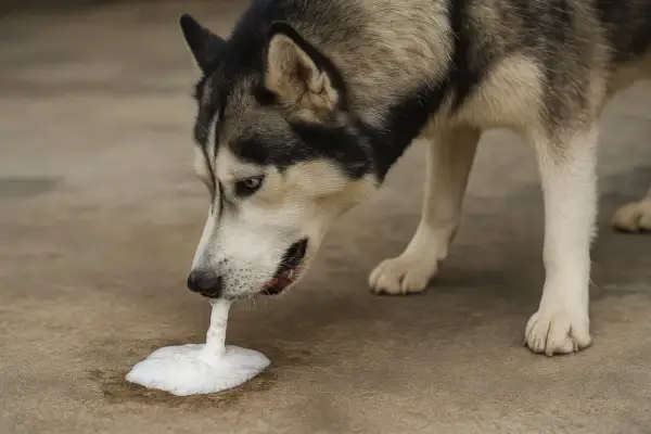 Siberian husky pies wymiotuje pianą na beton.