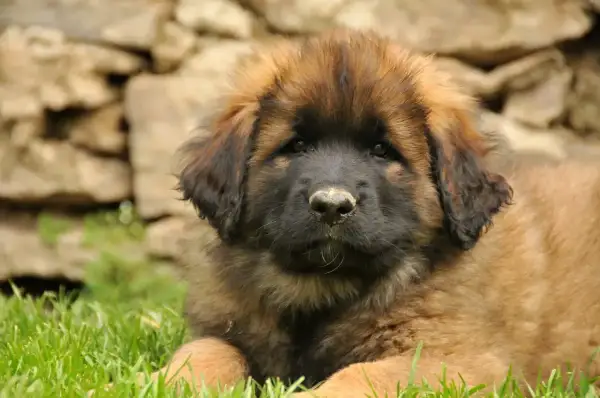 Szczeniak leonberger leżący na trawie, z kamiennym murem w tle.