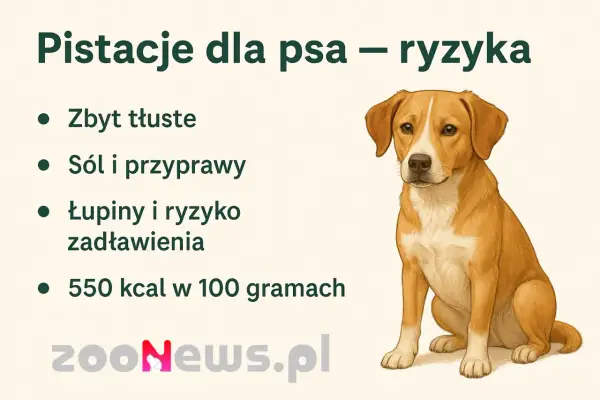 Ilustracja psa siedzącego obok listy ryzyk związanych z pistacjami dla psów.