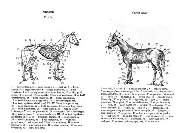 Ilustracja pokazuje szkielet konia z numerowanymi częściami. Ile kolan ma koń? Dwa, jak widać na schemacie.