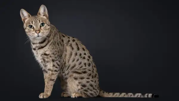 Duży kot rasy Savannah o cętkowanym futrze i zielonych oczach siedzi na ciemnym tle.