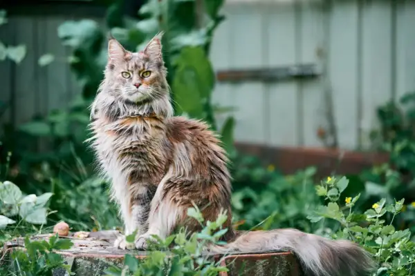 Długowłosy kot rasy Maine Coon siedzi na pniu w otoczeniu zieleni.