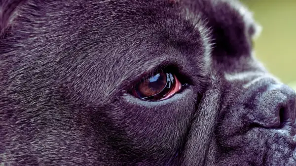 Zbliżenie na oko psa rasy Cane Corso. Widoczna jest błona migawkowa, czyli trzecia powieka, która chroni gałkę oczną.