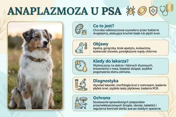 Pies z anaplazmozą, chorobą odkleszczową. Objawy: apatia, gorączka, kulawizna. Wymaga szybkiej diagnostyki i leczenia.
