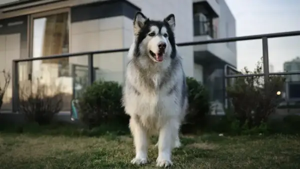 Piękny Alaskan Malamute, jeden z ras psów dużych, stoi na trawniku przed nowoczesnym budynkiem.