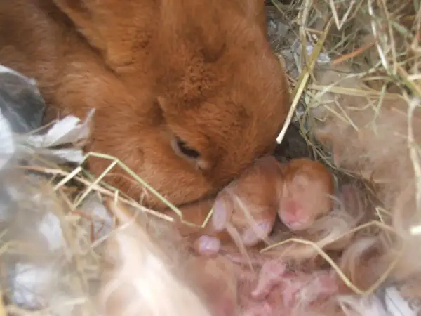 Matka królik czuwa nad nowo narodzonymi, ślepymi maluchami. Ciąża u królika trwa ok. 30 dni.