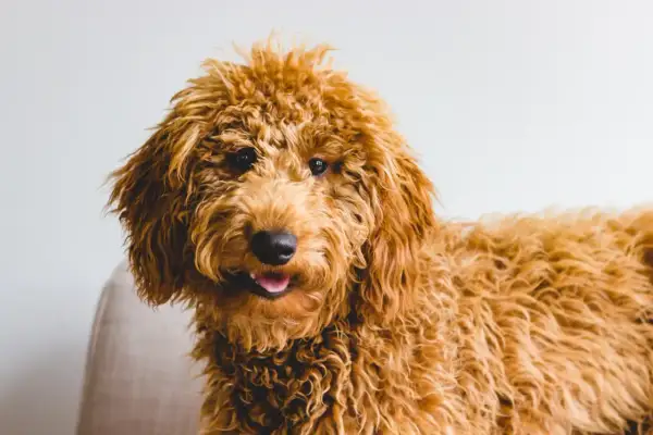 Uroczy, kudłaty piesek rasy Goldendoodle, z puszystą, rudą sierścią, wygląda jak żywy doodle pies.