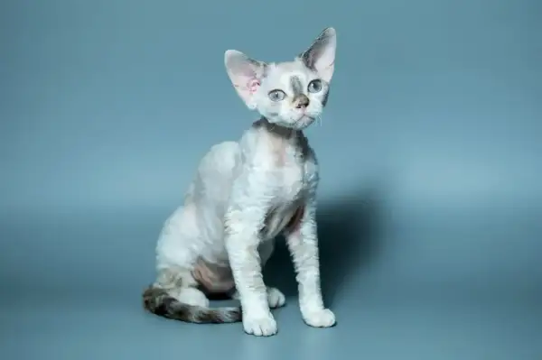 Siedzący biały kot rasy Devon Rex z niebieskimi oczami i charakterystyczną, falistą sierścią na szarym tle.