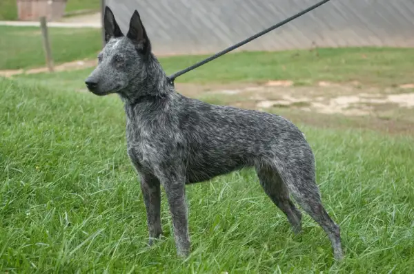 Australian Cattle Dog na smyczy stoi na trawie.