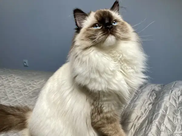 Ragdoll z niebieskimi oczami siedzi na łóżku, patrząc w górę.