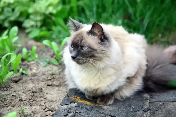 Puszysty kot balijski z niebieskimi oczami siedzi na ziemi wśród zieleni.