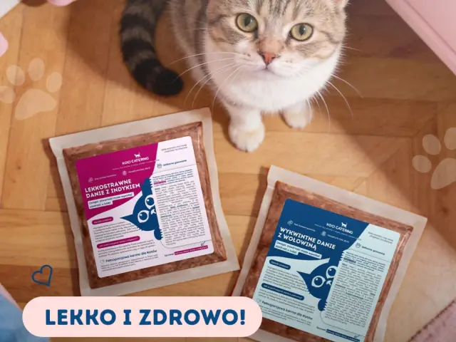 Kot patrzy na opakowania karmy Koci Catering. Dowiedz się, ile powinien jeść kot, wybierając lekkostrawne dania z indykiem lub wołowiną.
