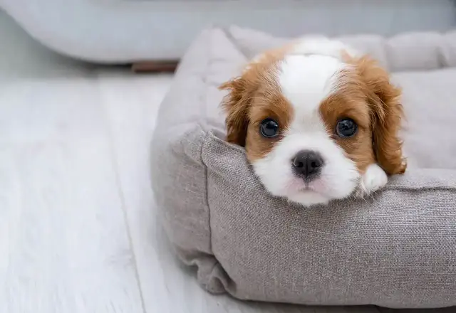 Uroczy szczeniak Cavalier King Charles Spaniel w legowisku. Jak oduczyć psa sikania w domu? Ten maluch potrzebuje cierpliwości i konsekwencji.